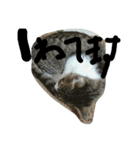 猫のしょーいちとめー（個別スタンプ：5）