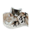 猫のしょーいちとめー（個別スタンプ：7）