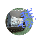 猫のしょーいちとめー（個別スタンプ：8）