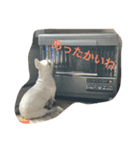 琥珀と天斗（個別スタンプ：6）