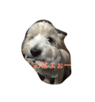 琥珀と天斗（個別スタンプ：13）