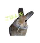 ネザーのタロちゃん（個別スタンプ：6）