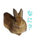 ネザーのタロちゃん（個別スタンプ：8）