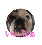 English Bulldog My Sweet Angel Jack（個別スタンプ：2）