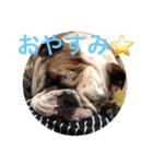 English Bulldog My Sweet Angel Jack（個別スタンプ：4）