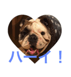 English Bulldog My Sweet Angel Jack（個別スタンプ：5）