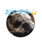 English Bulldog My Sweet Angel Jack（個別スタンプ：6）