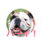 English Bulldog My Sweet Angel Jack（個別スタンプ：7）