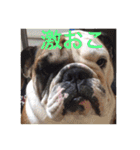 English Bulldog My Sweet Angel Jack（個別スタンプ：8）