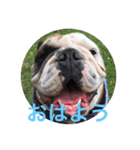 English Bulldog My Sweet Angel Jack（個別スタンプ：10）