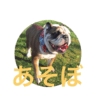 English Bulldog My Sweet Angel Jack（個別スタンプ：12）