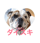 English Bulldog My Sweet Angel Jack（個別スタンプ：13）