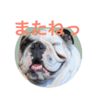 English Bulldog My Sweet Angel Jack（個別スタンプ：15）