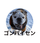English Bulldog My Sweet Angel Jack（個別スタンプ：16）