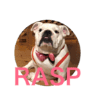 English Bulldog My Sweet Angel Jack（個別スタンプ：17）