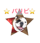 English Bulldog My Sweet Angel Jack（個別スタンプ：19）
