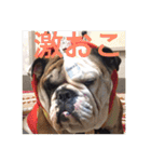 English Bulldog My Sweet Angel Jack（個別スタンプ：20）