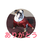 English Bulldog My Sweet Angel Jack（個別スタンプ：21）