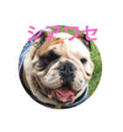 English Bulldog My Sweet Angel Jack（個別スタンプ：22）