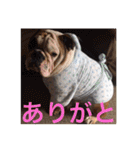 English Bulldog My Sweet Angel Jack（個別スタンプ：23）
