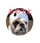 English Bulldog My Sweet Angel Jack（個別スタンプ：24）