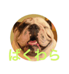 English Bulldog My Sweet Angel Jack（個別スタンプ：25）
