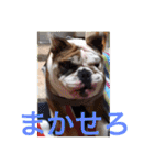 English Bulldog My Sweet Angel Jack（個別スタンプ：26）