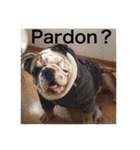 English Bulldog My Sweet Angel Jack（個別スタンプ：27）