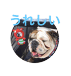 English Bulldog My Sweet Angel Jack（個別スタンプ：28）