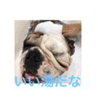 English Bulldog My Sweet Angel Jack（個別スタンプ：29）