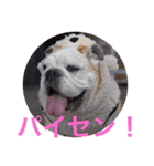 English Bulldog My Sweet Angel Jack（個別スタンプ：30）