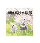 English Bulldog My Sweet Angel Jack（個別スタンプ：31）