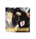 大好きなペットの蘭丸のコトバ②（個別スタンプ：3）