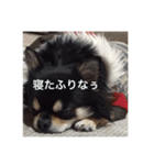 大好きなペットの蘭丸のコトバ②（個別スタンプ：4）