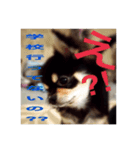 大好きなペットの蘭丸のコトバ②（個別スタンプ：5）