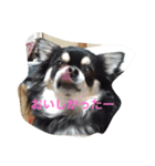 大好きなペットの蘭丸のコトバ②（個別スタンプ：6）
