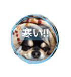大好きなペットの蘭丸のコトバ②（個別スタンプ：8）