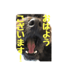 うちの子エルモ vol.04（個別スタンプ：11）