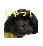 うちの子エルモ vol.04（個別スタンプ：12）