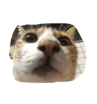 we are little cat we want have a home（個別スタンプ：1）