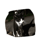 we are little cat we want have a home（個別スタンプ：3）