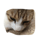 we are little cat we want have a home（個別スタンプ：4）