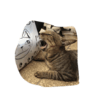 we are little cat we want have a home（個別スタンプ：5）