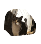 we are little cat we want have a home（個別スタンプ：6）