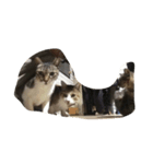 we are little cat we want have a home（個別スタンプ：8）