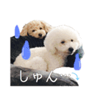 といぷーたちの日常会話スタンプ3（個別スタンプ：18）