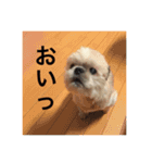 うちの犬たちだよ2（個別スタンプ：1）