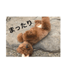 うちの犬たちだよ2（個別スタンプ：2）