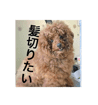 うちの犬たちだよ2（個別スタンプ：5）