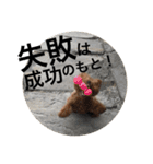 うちの犬たちだよ2（個別スタンプ：8）